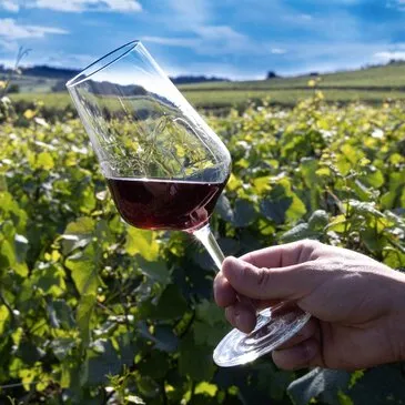 Balade œnologique à Beaune Balade œnologique à Beaune