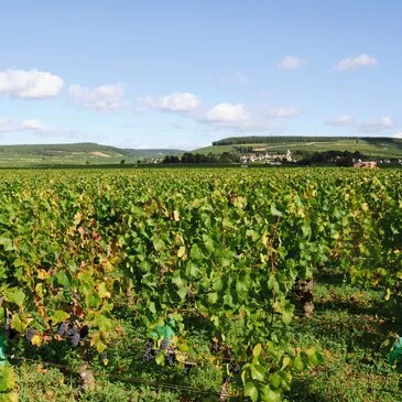 Cours d'œnologie en région Bourgogne Cours d'œnologie en région Bourgogne