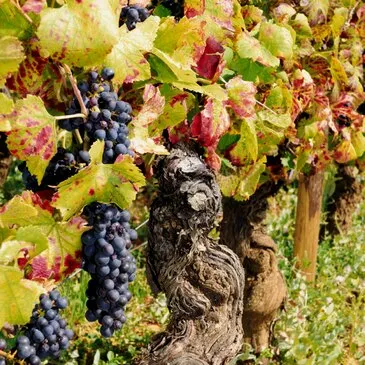 Côte d'or (21) Bourgogne - Urbain Côte d'or (21) Bourgogne - Urbain