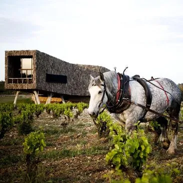 Initiation à l'œnologie avec Dégustation à Saint-Chinian en région Languedoc-Roussillon Initiation à l'œnologie avec Dégustation à Saint-Chinian en région Languedoc-Roussillon