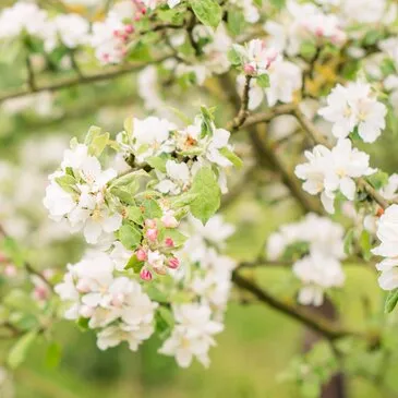Vesly, à 10 min de Gisors, Eure (27) - Cours d'œnologie Vesly, à 10 min de Gisors, Eure (27) - Cours d'œnologie