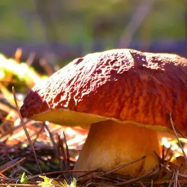 Week-end Stage de Survie près de Versailles en région Ile-de-France Week-end Stage de Survie près de Versailles en région Ile-de-France