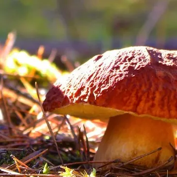 Stage de Survie proche Montalet-Le-Bois, à 30 min de Cergy-Pontoise Stage de Survie proche Montalet-Le-Bois, à 30 min de Cergy-Pontoise