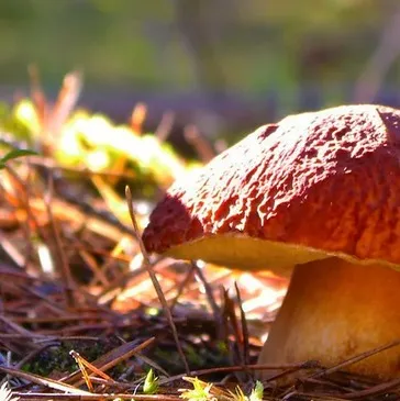 Week end en région Ile-de-France Week end en région Ile-de-France