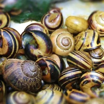 Stage de Survie proche Magné, à 10 min de Niort Stage de Survie proche Magné, à 10 min de Niort