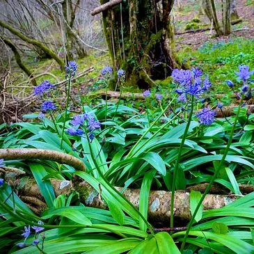 Campet-et-Lamolère, à 10 min de Mont-de-Marsan , Landes (40) - Stage de Survie Campet-et-Lamolère, à 10 min de Mont-de-Marsan , Landes (40) - Stage de Survie
