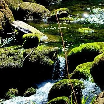 Stage de Survie proche Campet-et-Lamolère, à 10 min de Mont-de-Marsan Stage de Survie proche Campet-et-Lamolère, à 10 min de Mont-de-Marsan