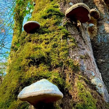 Week-end Stage de Survie près de Mont-de-Marsan en région Aquitaine Week-end Stage de Survie près de Mont-de-Marsan en région Aquitaine