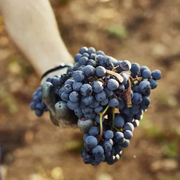 Réserver City Tour en Aquitaine Réserver City Tour en Aquitaine