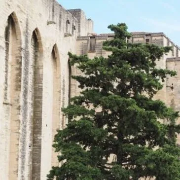 Châteauneuf-du-Pape, à 30 min d'Avignon, Vaucluse (84) - City Tour Châteauneuf-du-Pape, à 30 min d'Avignon, Vaucluse (84) - City Tour