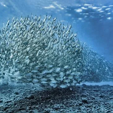 Snorkeling proche Sainte-Maxime Snorkeling proche Sainte-Maxime
