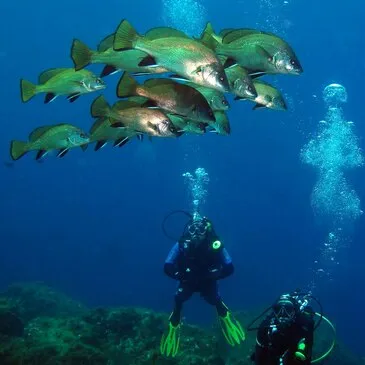 Réserver Brevet de Plongée Sous Marine en Nord-Pas-de-Calais Réserver Brevet de Plongée Sous Marine en Nord-Pas-de-Calais