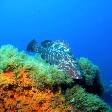 Bormes les Mimosas, Var (83) - Snorkeling