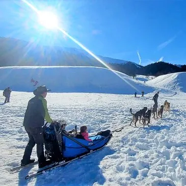 Chien de Traîneau, département Hautes pyrénées
