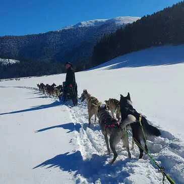 Chien de Traîneau en région Midi-Pyrénées