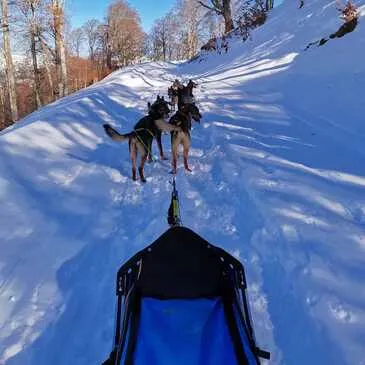 Station de la Mongie, Hautes pyrénées (65) - Chien de Traîneau