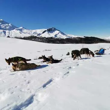 Randonnée en Chiens de Traîneau à La Mongie en région Midi-Pyrénées