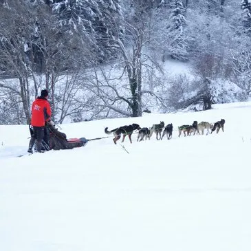 Réserver Chien de Traîneau département Hautes pyrénées