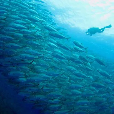 Brevet de Plongée Sous Marine, département Bouches du Rhône Brevet de Plongée Sous Marine, département Bouches du Rhône