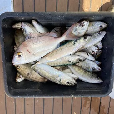Pêche Côtière en Bateau à Palavas-les-Flots en région Languedoc-Roussillon Pêche Côtière en Bateau à Palavas-les-Flots en région Languedoc-Roussillon
