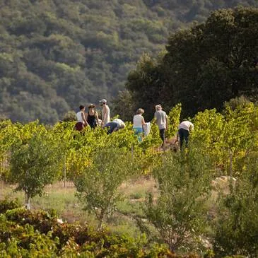 Bélesta, à 30 min de Perpignan, Pyrénées orientales (66) - Cours d'œnologie Bélesta, à 30 min de Perpignan, Pyrénées orientales (66) - Cours d'œnologie