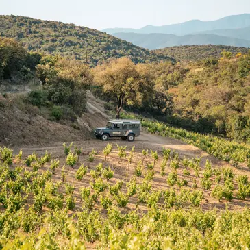 Safari Œnologique au Domaine Riberach près de Perpignan en région Languedoc-Roussillon Safari Œnologique au Domaine Riberach près de Perpignan en région Languedoc-Roussillon