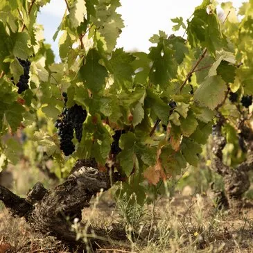 Urbain en région Languedoc-Roussillon Urbain en région Languedoc-Roussillon