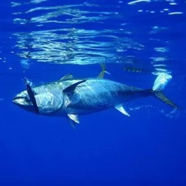 Pêche au gros proche Marseillan Pêche au gros proche Marseillan