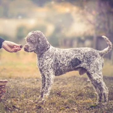 Indre et loire (37) Centre - Urbain Indre et loire (37) Centre - Urbain