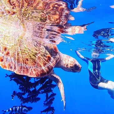 Balade en Bateau pour voir les Dauphins, département Alpes Maritimes Balade en Bateau pour voir les Dauphins, département Alpes Maritimes
