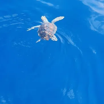 Balade en Bateau pour voir les Dauphins en région PACA et Corse Balade en Bateau pour voir les Dauphins en région PACA et Corse