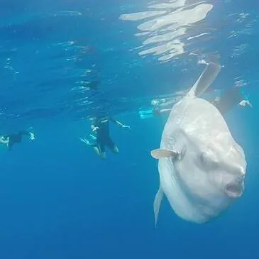 Mandelieu-la-Napoule, Alpes Maritimes (06) - Balade en Bateau pour voir les Dauphins Mandelieu-la-Napoule, Alpes Maritimes (06) - Balade en Bateau pour voir les Dauphins