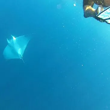 Balade en Bateau pour voir les Dauphins proche Mandelieu-la-Napoule Balade en Bateau pour voir les Dauphins proche Mandelieu-la-Napoule