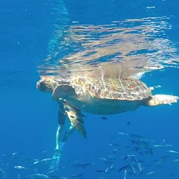 Nager avec les animaux marins à Cannes en région PACA et Corse