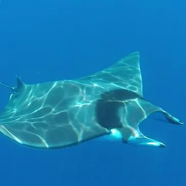 Sport Aquatique en région PACA et Corse Sport Aquatique en région PACA et Corse