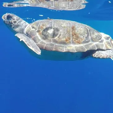 Réserver Balade en Bateau pour voir les Dauphins département Alpes Maritimes Réserver Balade en Bateau pour voir les Dauphins département Alpes Maritimes