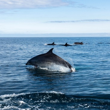 Saint-Jean-de-Luz, Pyrénées atlantiques (64) - Balade en bateau