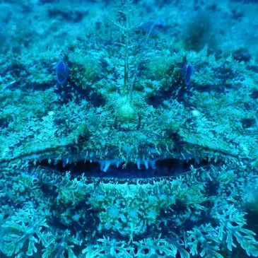 Réserver Snorkeling en PACA et Corse Réserver Snorkeling en PACA et Corse