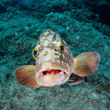 Baptême de plongée dans les Calanques de Marseille en région PACA et Corse Baptême de plongée dans les Calanques de Marseille en région PACA et Corse