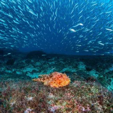 Sport Aquatique en région PACA et Corse Sport Aquatique en région PACA et Corse