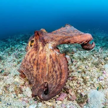 Réserver Baptême de plongée département Bouches du Rhône Réserver Baptême de plongée département Bouches du Rhône