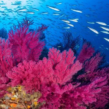 Réserver Baptême de plongée en PACA et Corse Réserver Baptême de plongée en PACA et Corse