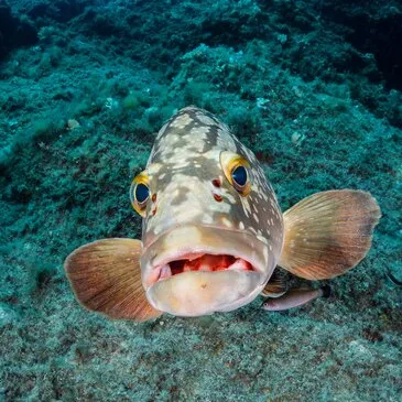 Marseille, Bouches du Rhône (13) - Balade en bateau Marseille, Bouches du Rhône (13) - Balade en bateau