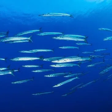 Balade en bateau et snorkeling dans les Calanques de Marseille en région PACA et Corse Balade en bateau et snorkeling dans les Calanques de Marseille en région PACA et Corse