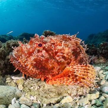 Offrir Baptême de plongée département Bouches du Rhône Offrir Baptême de plongée département Bouches du Rhône