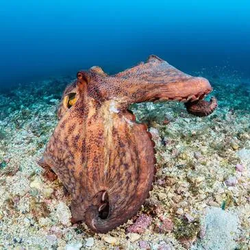 Offrir Baptême de plongée en PACA et Corse Offrir Baptême de plongée en PACA et Corse