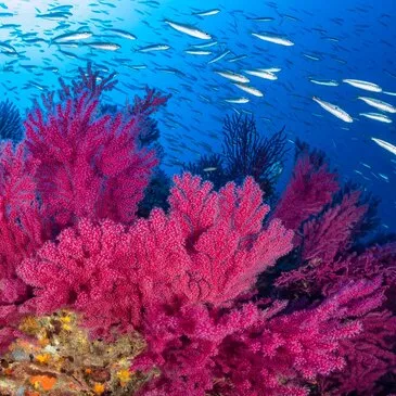Stage de plongée pour Enfant dans les Calanques de Marseille Stage de plongée pour Enfant dans les Calanques de Marseille