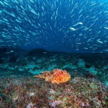 Réserver Baptême de plongée département Bouches du Rhône Réserver Baptême de plongée département Bouches du Rhône