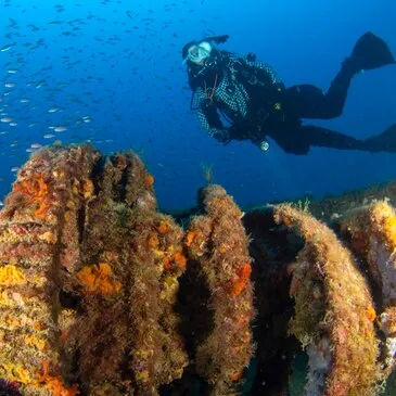 Réserver Brevet de Plongée Sous Marine département Alpes Maritimes Réserver Brevet de Plongée Sous Marine département Alpes Maritimes