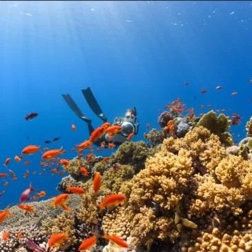Balade en bateau et Snorkeling à Menton en région PACA et Corse Balade en bateau et Snorkeling à Menton en région PACA et Corse